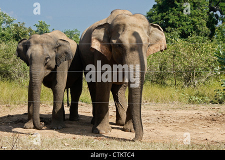 Asiatische Elefanten stehen Elektrozaun, Uda Walawe Nationalpark, Sri Lanka Stockfoto