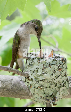 Rubinkehlende Hummingbird-Nestlinge in Nest - Vertikal Stockfoto