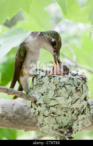 Rubinkehlende Hummingbird-Nestlinge in Nest - Vertikal Stockfoto