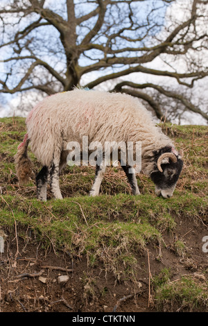 Swaledale Schafen (Ovis Aries). Schaf Weiden auf verarmten und erodieren Bergseite. Lake District. Cumbria. Stockfoto