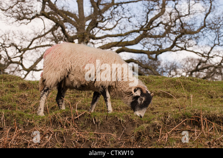 Swaledale Schafen (Ovis Aries). Schaf Weiden auf verarmten und erodieren Bergseite. Lake District. Cumbria. Stockfoto