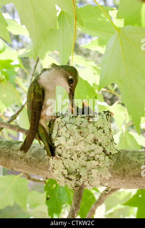 Rubinkehlende Hummingbird-Nestlinge in Nest - Vertikal Stockfoto