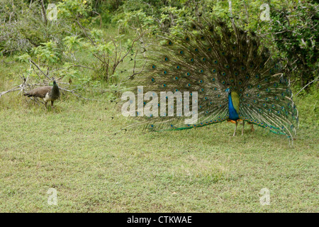 Männliche indische blaue Pfauen (Pfau) Weibchen (Henne), Yala Nationalpark in Sri Lanka anzeigen Stockfoto