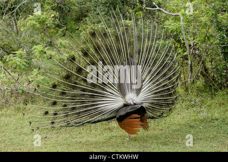 Männliche indische blaue Pfauen (Pfau) anzeigen, Rückansicht, Yala-Nationalpark, Sri Lanka Stockfoto