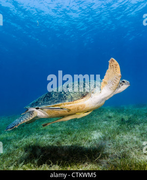 Eine grüne Schildkröte mit 2 Remora angefügt wirft einen Schatten auf dem Boden wie er tief über Seegras im seichten Wasser schwimmt. Stockfoto