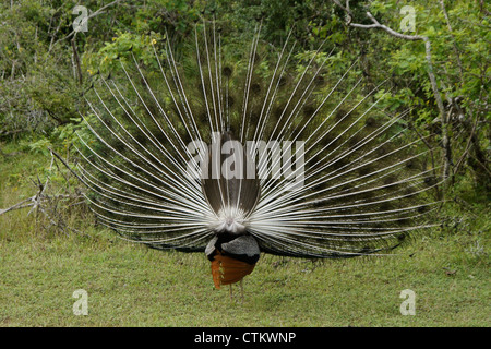 Männliche indische blaue Pfauen (Pfau) anzeigen, Rückansicht, Yala-Nationalpark, Sri Lanka Stockfoto