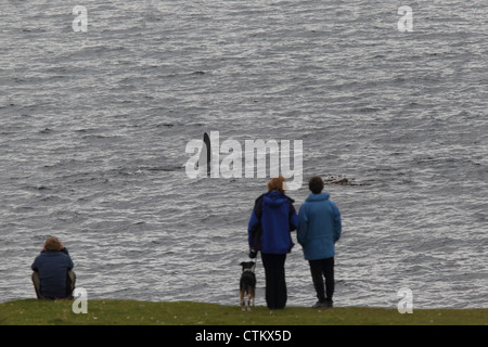 Großer Schwertwal Orcinus Orca, Braewick, Eshaness, Shetland, Großbritannien Stockfoto