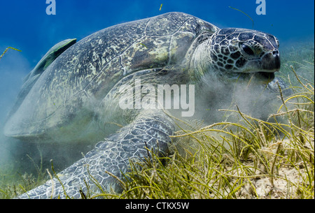 Eine grüne Schildkröte mit angehängten Remora Schürfwunden auf Seegras im seichten Wasser Stockfoto