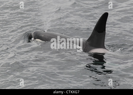 Großer Schwertwal Orcinus Orca, Braewick, Eshaness, Shetland, Großbritannien Stockfoto