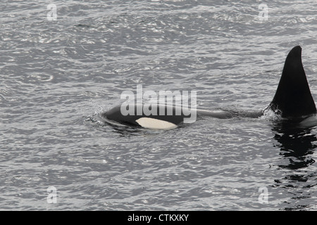 Großer Schwertwal Orcinus Orca, Braewick, Eshaness, Shetland, Großbritannien Stockfoto