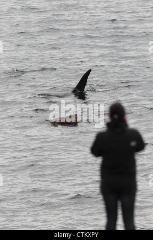 Großer Schwertwal Orcinus Orca, Braewick, Eshaness, Shetland, Großbritannien Stockfoto