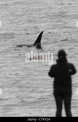 Großer Schwertwal Orcinus Orca, Braewick, Eshaness, Shetland, Großbritannien Stockfoto