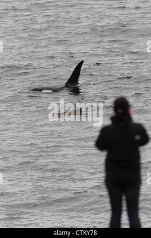 Großer Schwertwal Orcinus Orca, Braewick, Eshaness, Shetland, Großbritannien Stockfoto