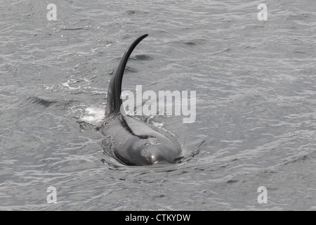 Großer Schwertwal Orcinus Orca, Braewick, Eshaness, Shetland, Großbritannien Stockfoto