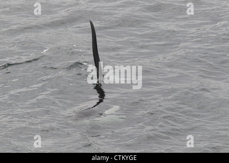 Großer Schwertwal Orcinus Orca, Braewick, Eshaness, Shetland, Großbritannien Stockfoto