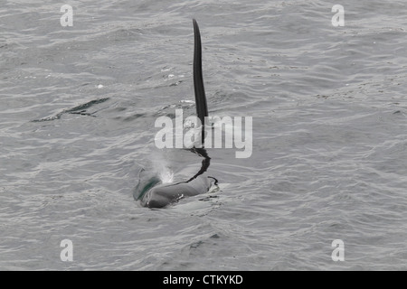 Großer Schwertwal Orcinus Orca, Braewick, Eshaness, Shetland, Großbritannien Stockfoto