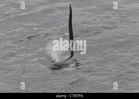 Großer Schwertwal Orcinus Orca, Braewick, Eshaness, Shetland, Großbritannien Stockfoto