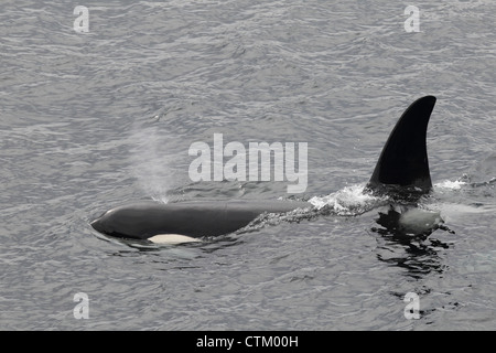 Großer Schwertwal Orcinus Orca, Braewick, Eshaness, Shetland, Großbritannien Stockfoto