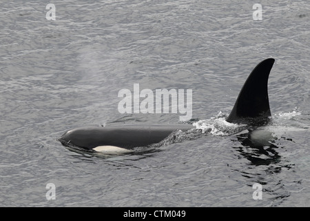 Großer Schwertwal Orcinus Orca, Braewick, Eshaness, Shetland, Großbritannien Stockfoto