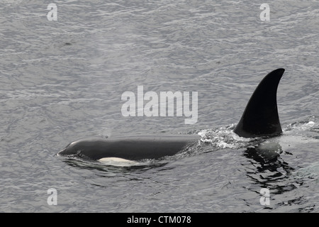 Großer Schwertwal Orcinus Orca, Braewick, Eshaness, Shetland, Großbritannien Stockfoto