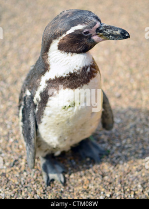 Humboldt (Peruaner) Pinguin stehend auf Schotter. Stockfoto