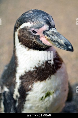 (Peru) Humboldt-Pinguin Nahaufnahme Schuss. Stockfoto