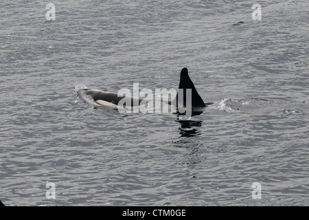 Großer Schwertwal Orcinus Orca, Braewick, Eshaness, Shetland, Großbritannien Stockfoto