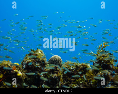 Schule für kleine tropische Fische am Korallenriff aus der von Little Corn Island Nicaragua Stockfoto