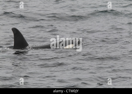 Großer Schwertwal Orcinus Orca, Braewick, Eshaness, Shetland, Großbritannien Stockfoto