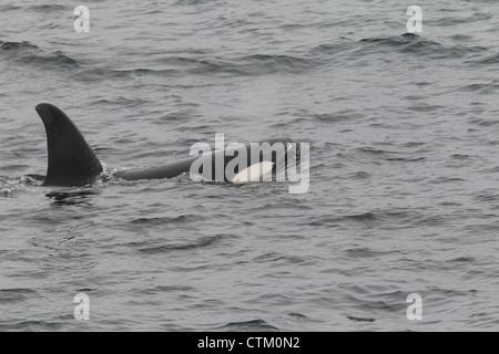 Großer Schwertwal Orcinus Orca, Braewick, Eshaness, Shetland, Großbritannien Stockfoto