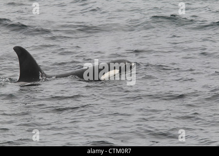 Großer Schwertwal Orcinus Orca, Braewick, Eshaness, Shetland, Großbritannien Stockfoto