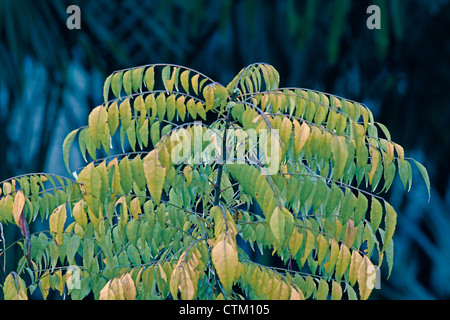 Murraya Koenigii Linn Spreng, Curry Leaf Baum, ayurvedische Heilpflanze, Indien Stockfoto