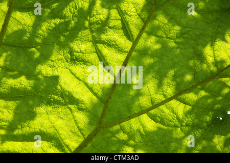 Riesen Rhabarber (Gunnera Tinctoria) chilenischen Rhabarber Stockfoto