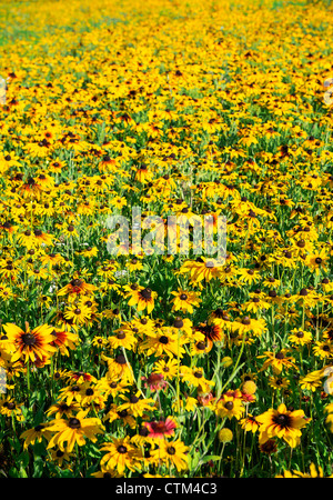 Bereich der Black eyed Susan Wildblumen. Stockfoto