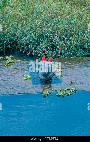 Nandi in Wasser bei Shri Koteshwar Tempel liegt zwischen Dorf Glied und Gove in der Mitte des Flusses Krishna, Satara, Maharashtra, Stockfoto