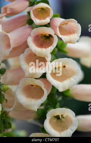 Digitalis dalmatinischen Pfirsich. Fingerhut Stockfoto