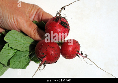 Frau Hand mit drei frisch gepflückt Saxa 2 Radieschen. Stockfoto