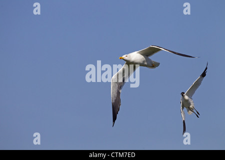 Weniger schwarz-unterstützte Möve Larus Fuscus, gejagt von Säbelschnäbler Stockfoto