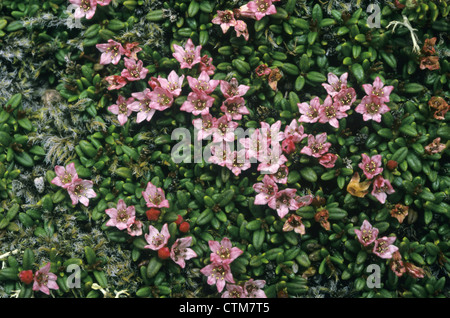 TRAILING AZALEE Loiseleuria Procumbens (Ericaceae) Stockfoto