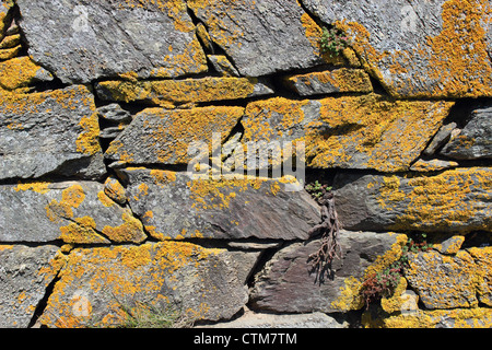 Trockenen Steinmauer mit Flechten bedeckt Stockfoto