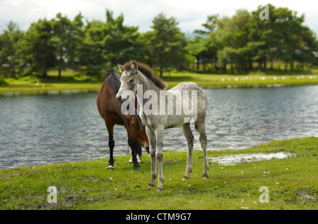 New Forest Ponys Stockfoto