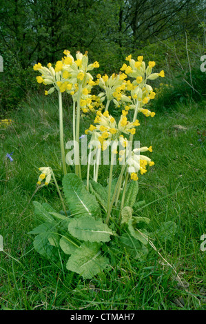 SCHLÜSSELBLUME Primula Veris (Primulaceae) Stockfoto