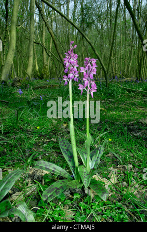FRÜHE lila Orchidee Orchis Mascula (Orchidaceae) Stockfoto