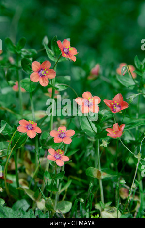 SCARLET PIMPERNEL Anagallis Arvensis Arvensis (Primulaceae) Stockfoto