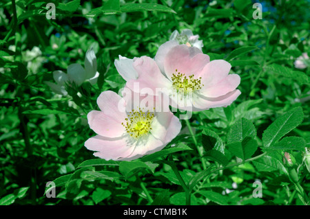 Hundsrose Rosa Canina (Rosengewächse) Stockfoto