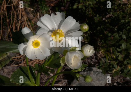 Mount Cook Lilly Ranunculus Lyallii blüht im November im Hooker Valley im Mount Cook Nationalpark in Neuseeland. Stockfoto