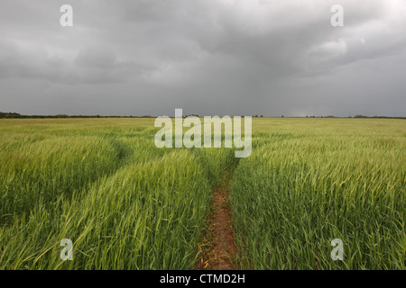 (Hordeum Vulgare) Gerstenfeld im Sturm Stockfoto