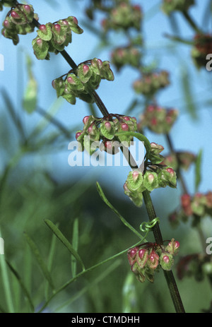 CLUSTERED DOCK Rumex Conglomeratus (Knie) Stockfoto