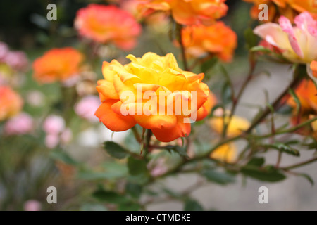 Eine Makroaufnahme einer orange und gelbe Blume in einer Gruppe von anderen Blüten mit sehr geringen Schärfentiefe. Stockfoto