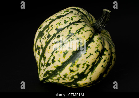 Pumpkin Kürbis - Studio mit einem schwarzen Hintergrund gedreht. Dieses Bild ist eine aus einer Reihe von drei ähnliche Winter Kürbis Bilder. Stockfoto